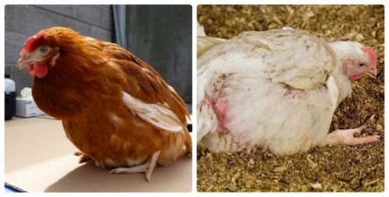 A coccidiosis a csirkék kezelési módszerek és a megelőzés