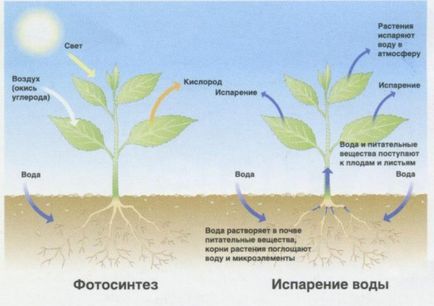 Cserepes növények termelnek oxigént vagy venni