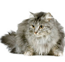 Macskaeledelek hegyek - az online áruház