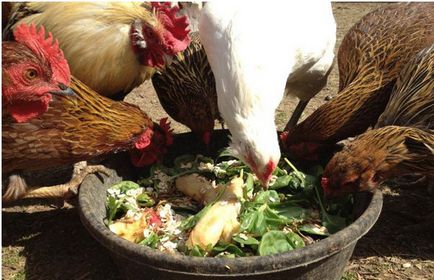Etetés csirke otthon alatt premixek, vitaminok
