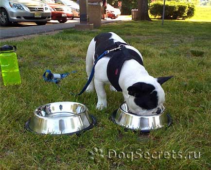 Etetés francia bulldog, diéta kölykök és felnőtt kutyák