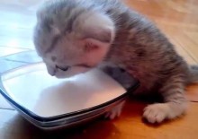 Etetés újszülött cicák macska nélkül