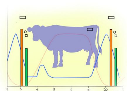 A tehén a hő határozza meg az elején