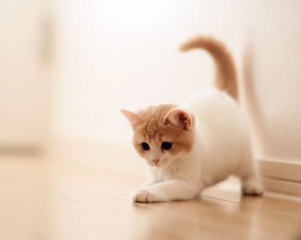A macska vagy egy macska egy új haza, hogy segítsen az állat túléli a lépés