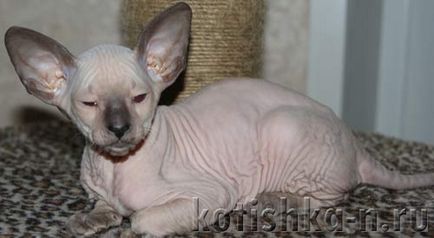 Peterbald macska fajta - a pétervári szfinx, 30 fotók és leírások