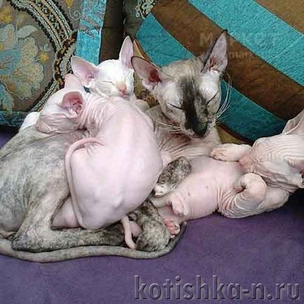 Peterbald macska fajta - a pétervári szfinx, 30 fényképek és leírások (macska fajta) Peterbald macska fajta - a pétervári szfinx, 30 fotók és leírások