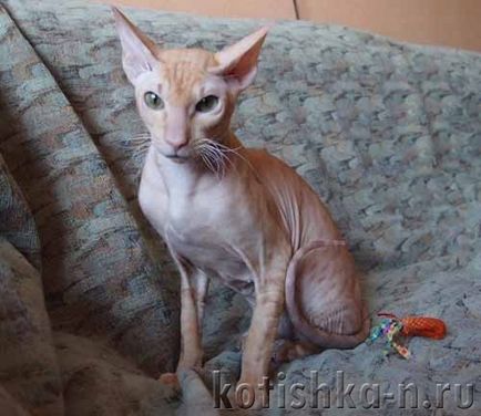 Peterbald macska fajta - a pétervári szfinx, 30 fotók és leírások