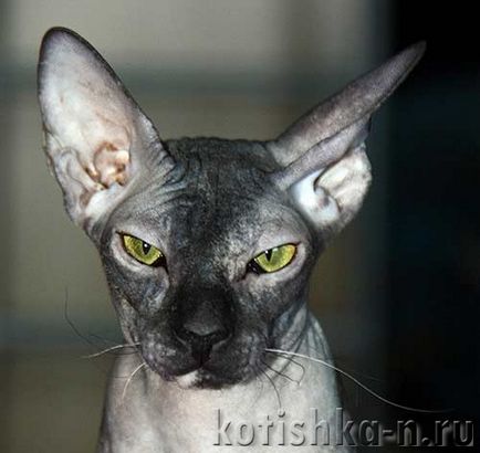 Peterbald macska fajta - a pétervári szfinx, 30 fényképek és leírások (rock) Peterbald macska fajta - a pétervári szfinx, 30 fotók és leírások