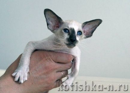 Peterbald macska fajta - a pétervári szfinx, 30 fotók és leírások