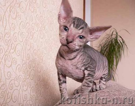 Peterbald macska fajta - a pétervári szfinx, 30 fotók és leírások