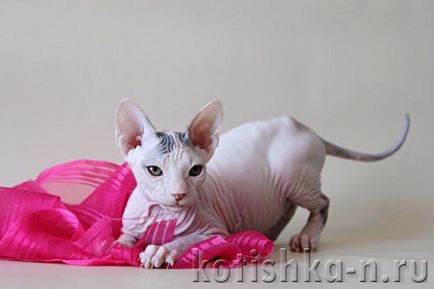 Peterbald macska fajta - a pétervári szfinx, 30 fotók és leírások