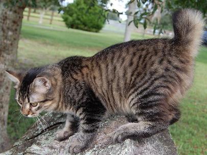 Macskák Kuril Bobtail karakter, Fajtajegyei, külső, fotók