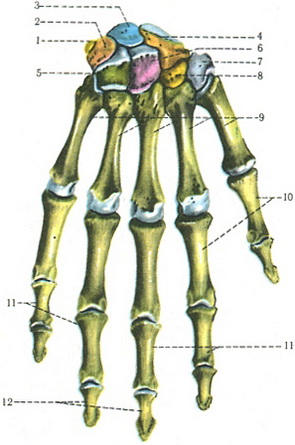 Hand csontok a csukló és az ujjak metacarpalis szabad felső végtag csontjai, tudósnak, anatómia