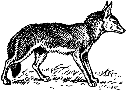 Coyote - a