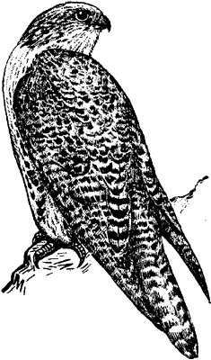 Merlin - ez (Amerika Eurázsia fő étel) Merlin - az