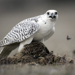 Merlin Merlin fotó és leírás - madár