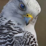 Merlin Merlin fotó és leírás - Madarak (ragadozó madarak sólyom) Merlin Merlin fotó és leírás - madár