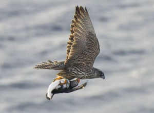 Merlin Merlin fotó és leírás - madár