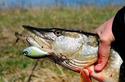 Krenke csuka top 10 catchability Woblerek, horgászat trükkök