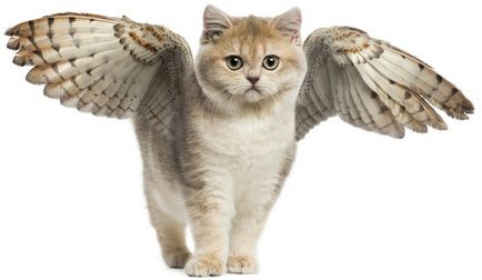 szárnyas macska