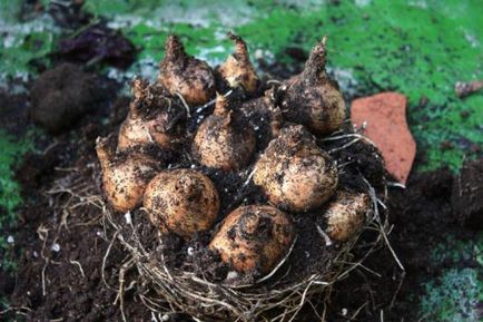 Crocus egy bankot, hogy növekszik és hogyan kell gondozni