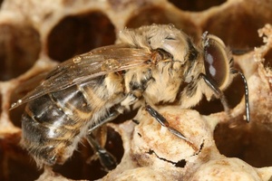 Kik a herék, milyen szerepet látnak el, és miért van szükség a méhcsalád