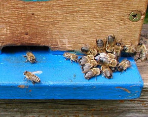 Ki a bordó, szerepe a méhek életképességének