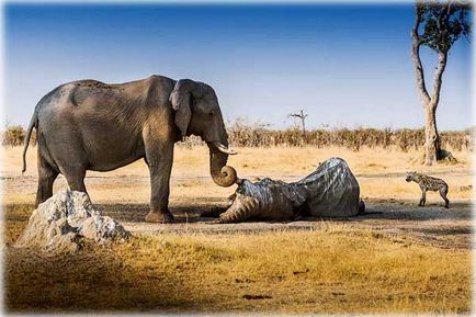 Amennyiben ez megy meghalni elefántok, web Znayka