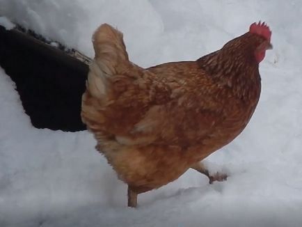 Lohman Brown tyúkok - fajta leírását, jellemzőit, képek és videó