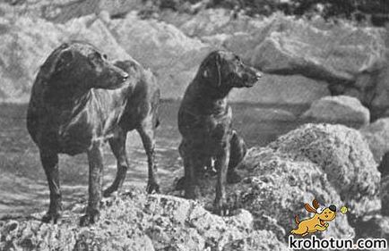 Labrador fajta leírását és jellemzőit ellátás