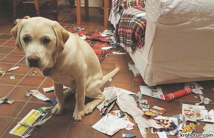 Labrador fajta leírását és jellemzőit ellátás