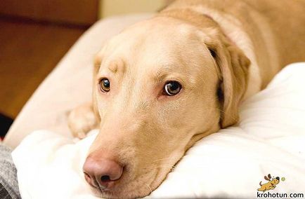 Labrador fajta leírását és jellemzőit ellátás