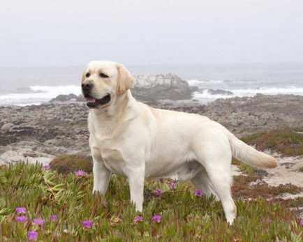 Labrador retriever kutya fotó, ár, fajta leírás, karakter, videó