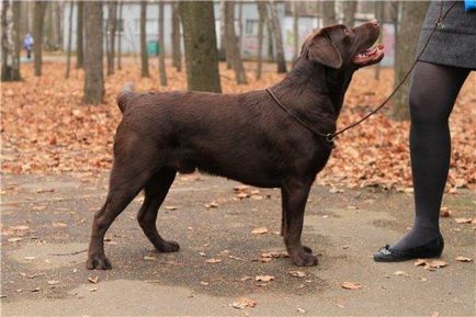 Labrador retriever kutya fotó, ár, fajta leírás, karakter, videó