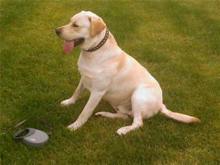 Labrador retriever kutya fotó, ár, fajta leírás, karakter, videó