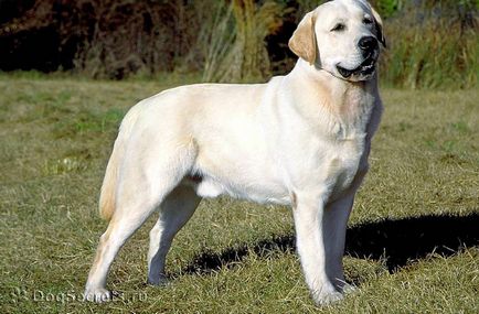 Labrador retriever - Breed leírás, fotó
