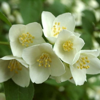 Jasmine Therapy előnyös tulajdonságait, felhasználását és ellenjavallatok jázmin virágok, hogyan kell gyűjteni jázmin