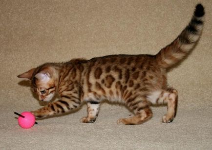Leopard macska fajta, ár, leopárd színben