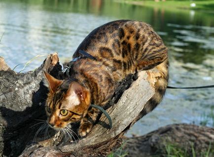 Leopard macska fajta, ár, leopárd színben