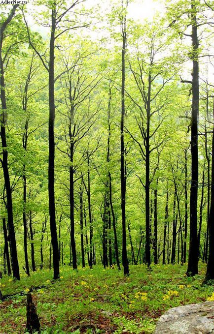 Erdőterület - az erdő területén Magyarország - Magyar erdő