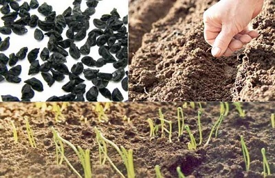 Hagyma hagyma termesztése magról ellátást, ha ültetés a nyílt terepen