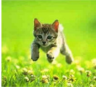 A maximális sebesség a macska és a macska, futás