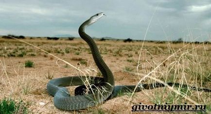 Mamba fekete kígyó