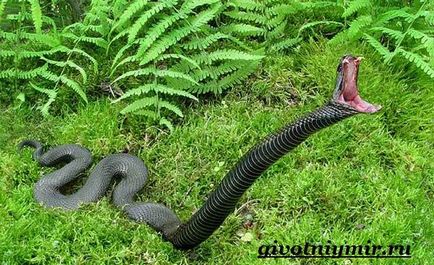 Mamba fekete kígyó