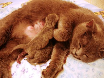 Mastitis macskák kezelésére otthon, 5 fényképek, videók,