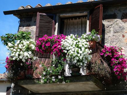Módszerek tervezés erkély virágok fényképét és a nevét a népszerű növények termesztési módszerek