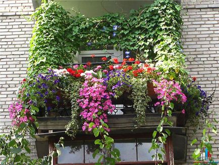 Módszerek tervezés erkély virágok fényképét és a nevét a népszerű növények termesztési módszerek