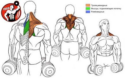 Fújjuk fel a nyak - gyakorolja a jobb nyaki edzés, anatómia izom szerkezete és gyakorlati