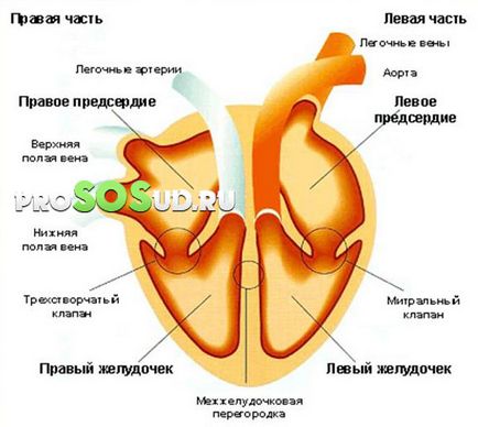 Aorta szelep 1, 2, 3 fok, a kezelés, a tünetek és az okok