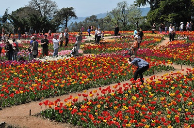 Nikita Botanikus kert (Jalta, Krím), árak, fotók, website, irányok, leírás